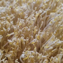 【送货上门】农家新鲜绿豆芽当天采摘水嫩脆爽源头直供