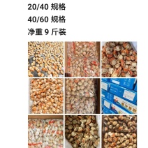 扇贝肉长岛原料不腥