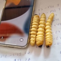 今年新鲜柴虫，木虫。有现货，需要的老板请联系！