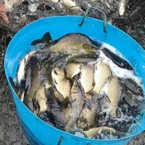 大量出湘云鲫，水库喂养皮毛好，钓塘下塘喂养均可