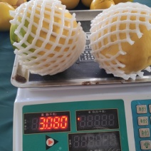 广东化州黄晶果