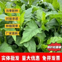 串叶松香草种子厂家发货一手货源批发品质保证价格美丽