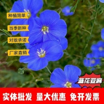蓝花亚麻种子耐寒耐阴春秋播种多年生产地批发