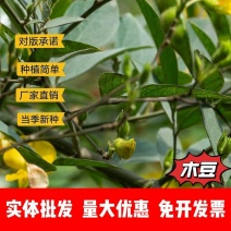 木豆种子厂家一手货源批发品质保证价格美丽欢迎咨询