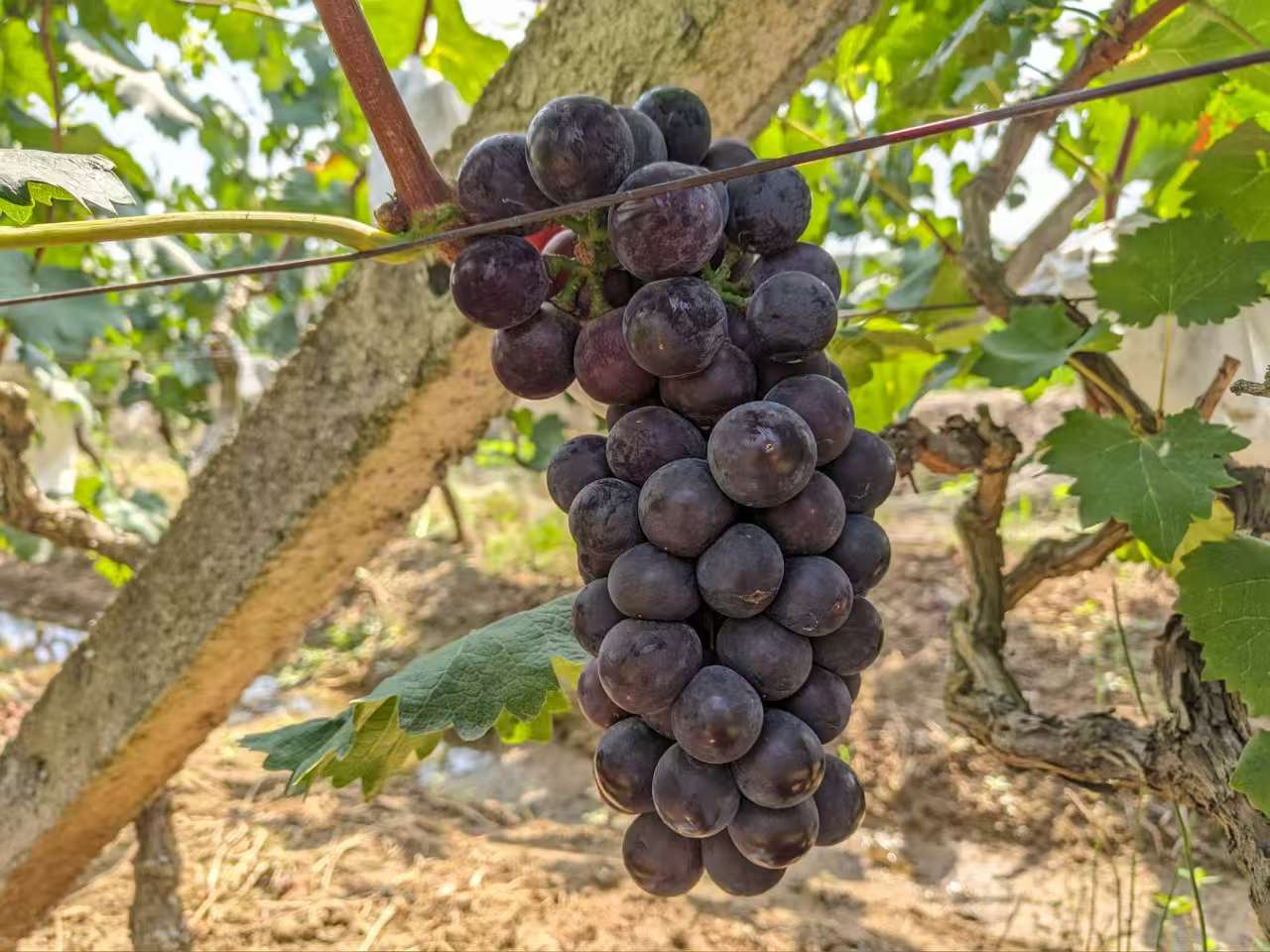 一串成熟的户太八号葡萄悬挂在藤蔓上,果粒饱满紧凑,呈蓝黑色,表面覆盖一层均匀的白色果粉,背景为阳光透过叶片形成的光影,突出其自然生长环境与高品质外观 户太八号整串葡萄特写