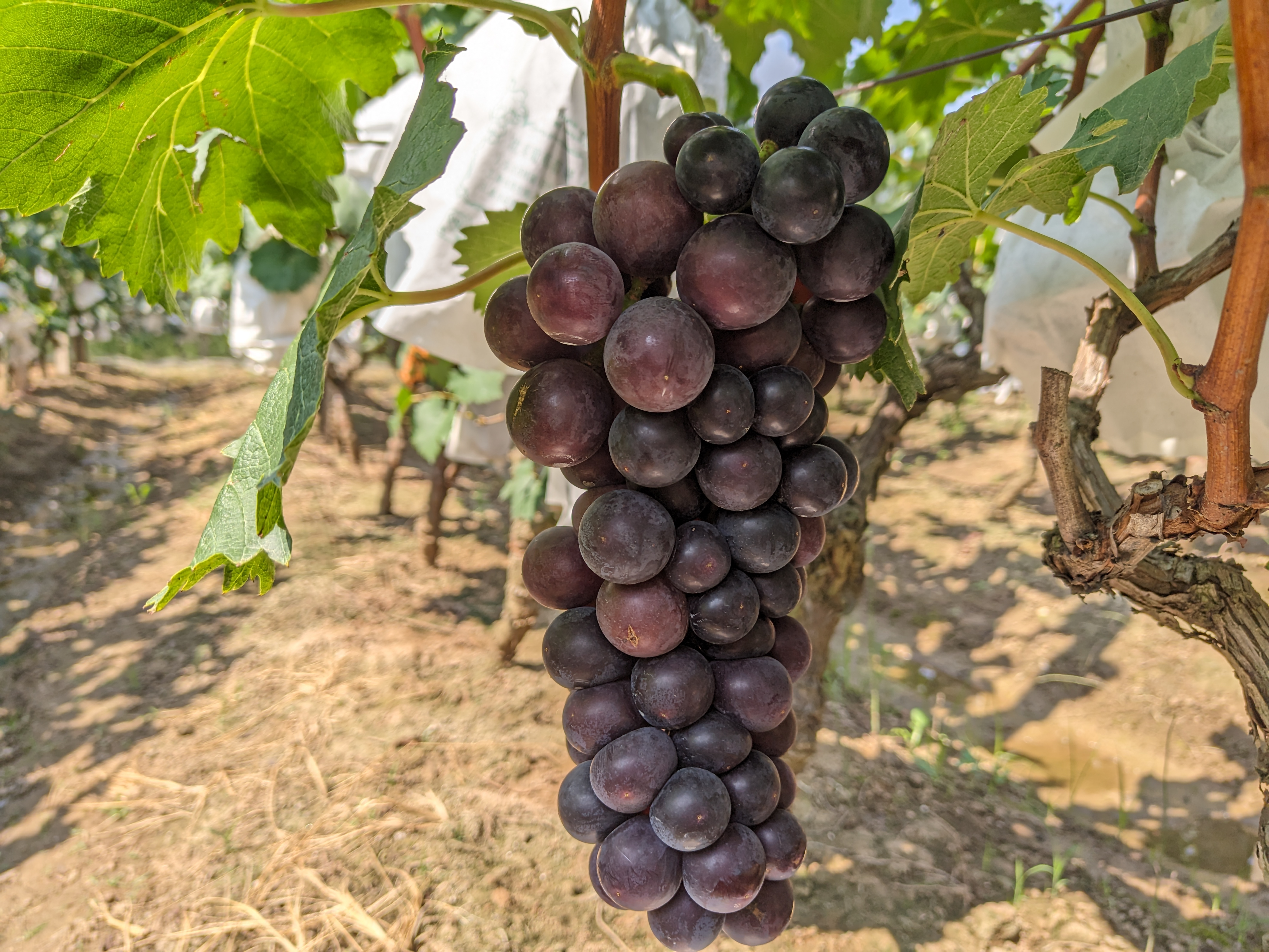 户太8号葡萄成熟果穗特写