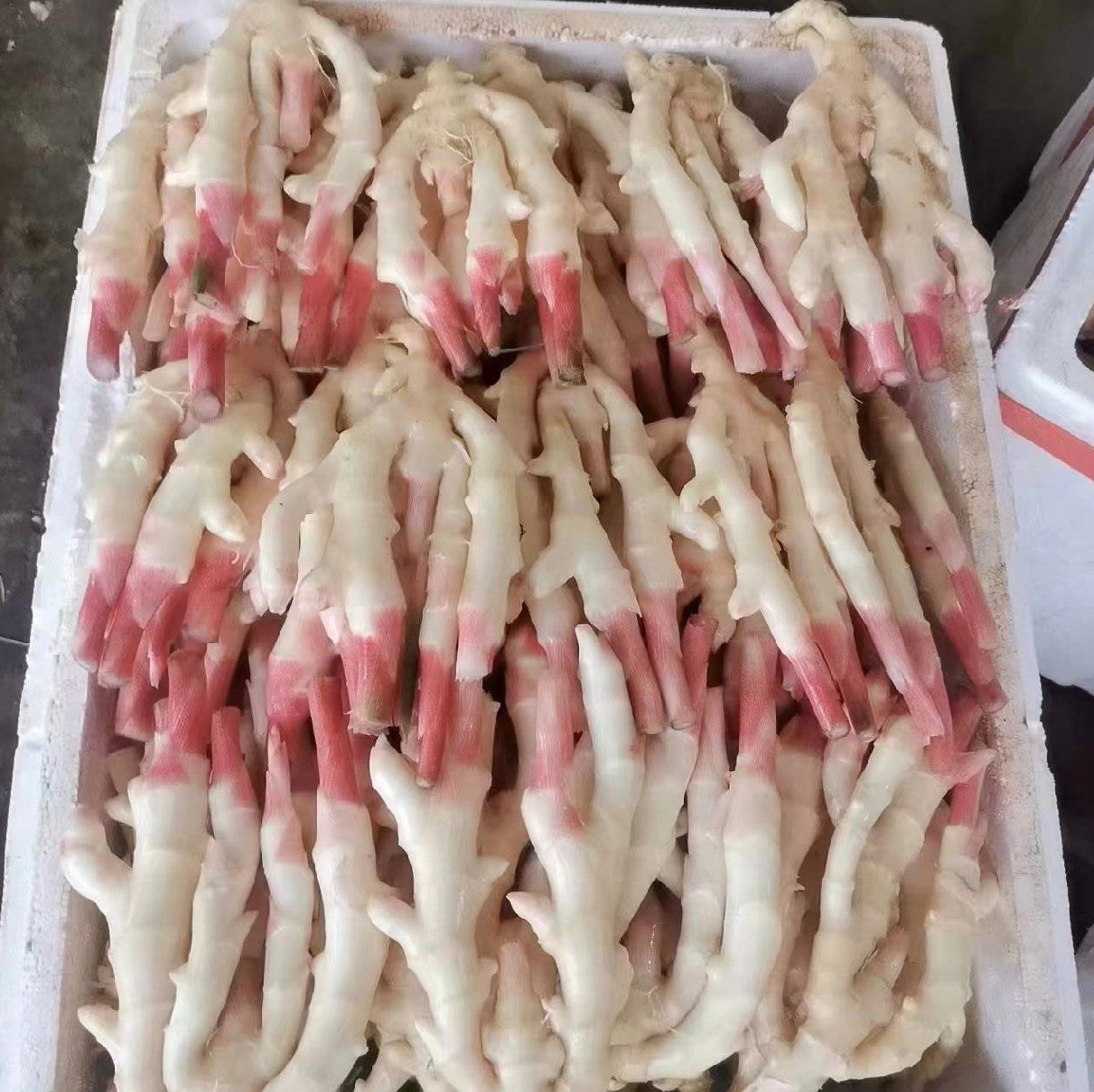 新鲜子姜的外观特写,展示其嫩白根茎与淡紫色表皮 子姜特写