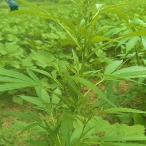 火麻草