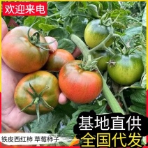 铁皮柿子&碱地柿子/产地直供/现摘现发随到随装/全国发货