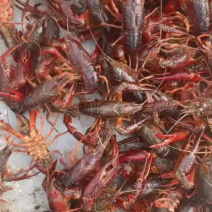 湖北仙桃潜江江苏泰州兴化精品龙虾🦞