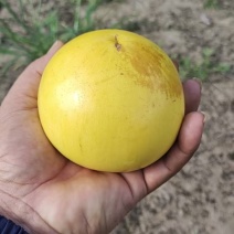黄晶果