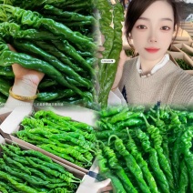 螺丝椒大龙椒薄皮椒线椒尖椒小皱皮
