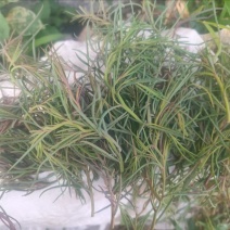 【推荐】碱蓬草时令特菜，山东特色小吃,一手货源价格实惠