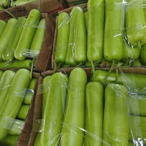 瓠子/瓠瓜/产地直发对接商超批发市场品质保证欢迎咨询