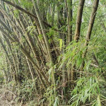 竹子