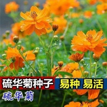 硫华菊种子厂家一手货源批发品质保证价格美丽欢迎下单咨询