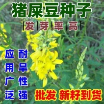 猪屎豆种子厂家一手货源批发品质保证价格美丽欢迎下单