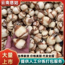 精品茨菇大量上货，品质好价格低规格全，可视频看货代发全国