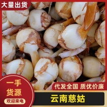 慈姑云南曲靖陆良宽叶慈姑，规格齐全，对接电商市场批发商
