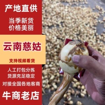 云南慈姑陆良茨菇大量上市产地现货供应，规格齐全可视频看货
