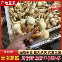 白茨菇云南慈姑/宽叶慈姑规格齐全品质保证对接电商市场