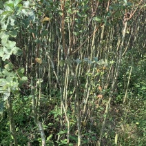 紫薇