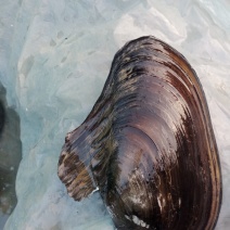 河蚌
