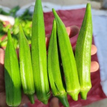 黄秋葵