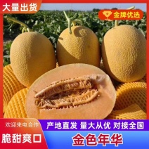新疆金色年华/黄金蜜瓜/大量现货/产地直发/实力代办