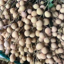 广西石峡龙眼