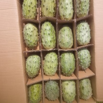 火参果/刺角瓜