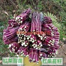 贵州紫菜苔产地一手批发鲜嫩多汁现摘现发价格透明货量大按需