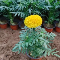 万寿菊