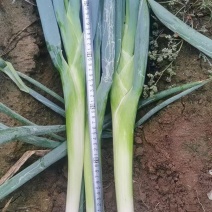 河北蔬菜基地高博大葱大量接单，质量好，价格下滑，需要的老