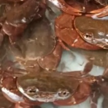 纯野生螃蟹