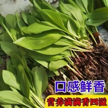 鹿耳韭种子阳台包饺子香盆栽小院四季种植高产