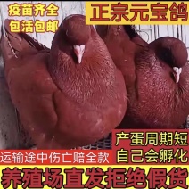 大体元宝圆环观赏鸽