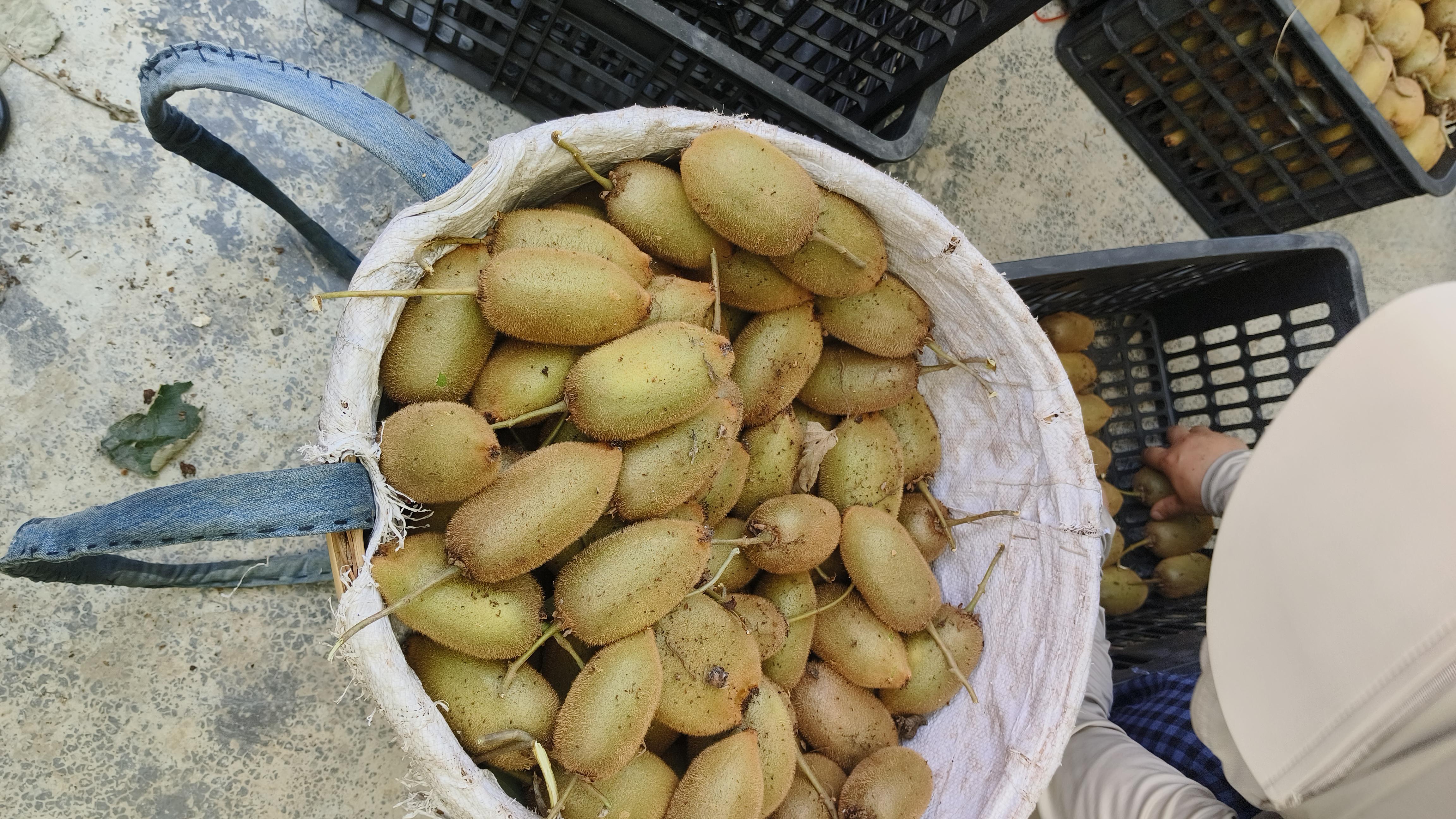 超市货架上的绿奇异果与国产猕猴桃并列展示