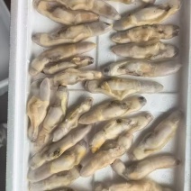 蛏子肉