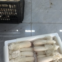 新鲜竹荪批发