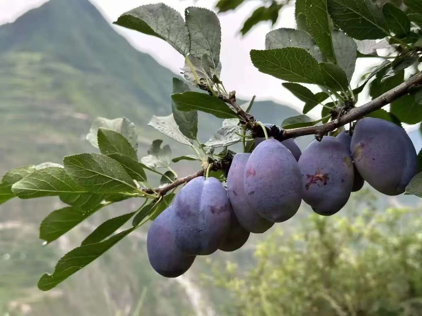 黑加仑植株与果实特写