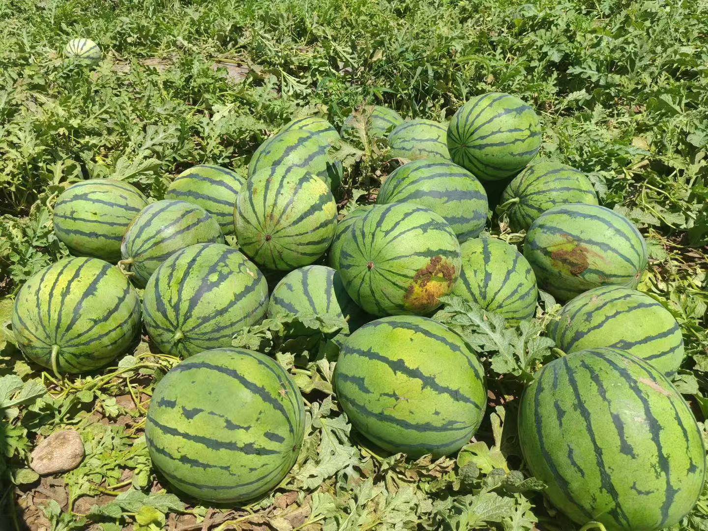 新疆瓜农采摘现场