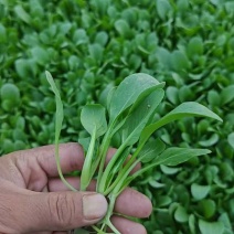 青杆鸡毛菜产地直销长期稳定