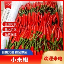 【精品小米椒】持续5月有货，6月到11月，支持一件代发
