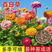 百日草种子花海打造多季播种厂家直销价格美丽