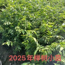 榉树小苗