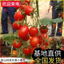 釜山88小番茄&釜山88圣女果/宁夏圣女果/产地代发全国