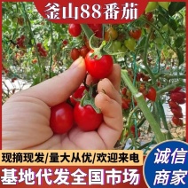 《精选》釜山88圣女果/釜山88小番茄/宁夏圣女果小番茄