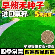 早熟禾厂家直销矮生草坪种子量大批发价格美丽