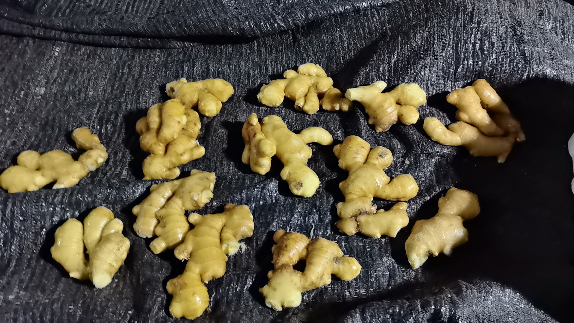 新鲜大黄姜特写